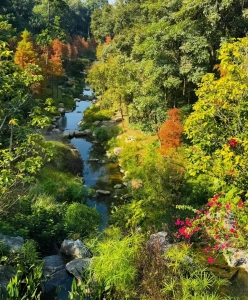 Autumn plants and stream at Yunxi Botanical Garden