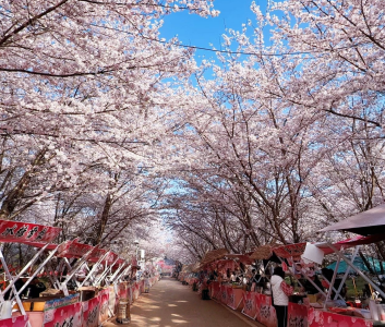 Cherry blossom pathways inside Pingba Farm