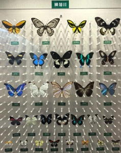 Butterfly specimens in the World of Plants at the National Natural History Museum of China