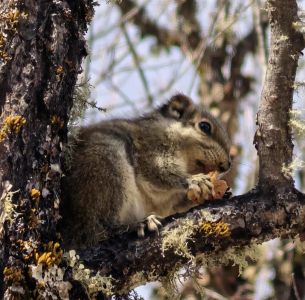 松鼠在樹上覓食