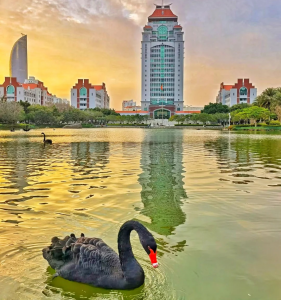 Black swan swimming in Furong Lake at Xiamen University