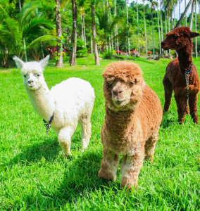 萌寵科普樂園的羊駝