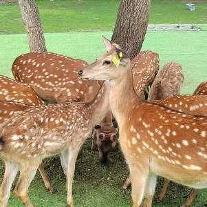 ฝูงกวางลายจุดกำลังกินอาหารที่สวนกวางซันไอส์แลนด์
