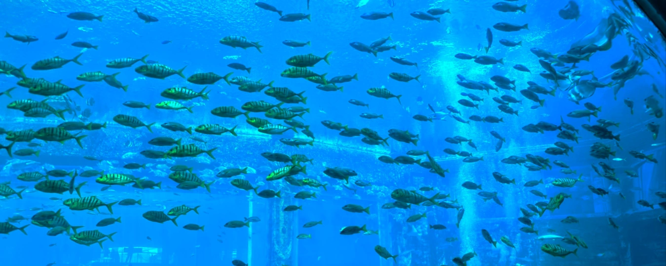 Atlantis The Lost Chambers Aquarium