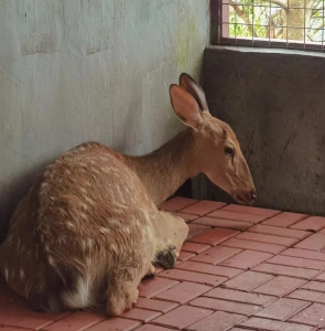 Resting deer in the Deer Park enclosure at Luhuitou