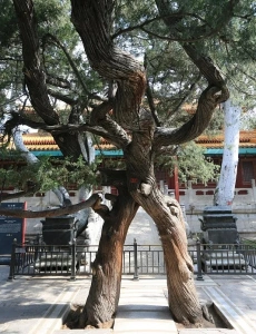 Древний кипарис в Императорском саду Запретного города