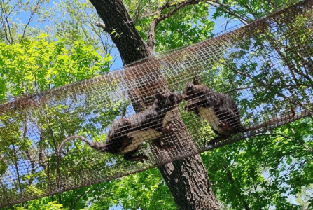 กระรอกกำลังวิ่งเล่นบนทางเดินตาข่ายเหนือศีรษะ