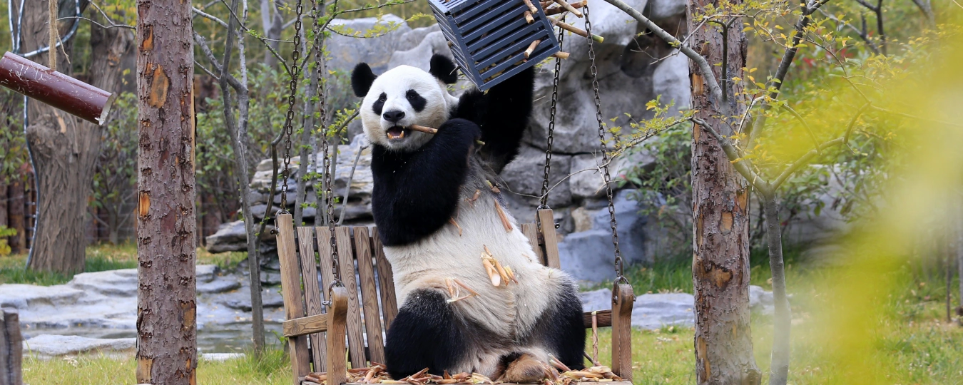 โลกสัตว์ป่าจี่หนาน