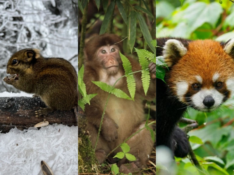 Wildlife of Wawu Mountain including red panda and macaque