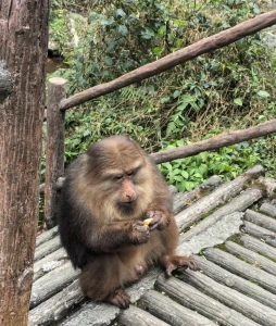 Wild monkey sitting near wooden path in Mount Emei ecological zone