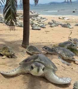 อ่าวซานย่าหาดซีเต่ารูปปั้นเต่าทะเล