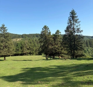 ทุ่งหญ้าและป่าบนภูเขาเซียนหนี่