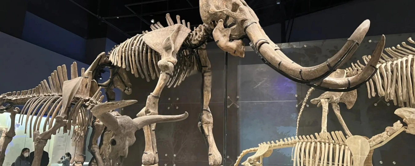 Chengdu Natural History Museum
