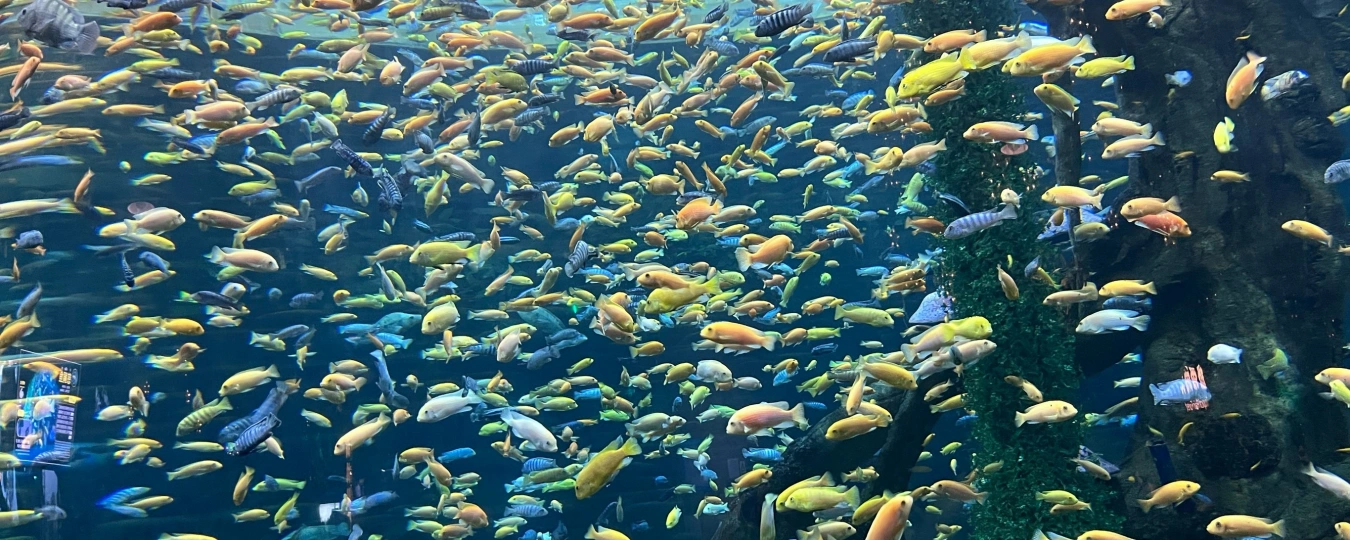 Океанический парк «Ханьхай» (Чунцин)