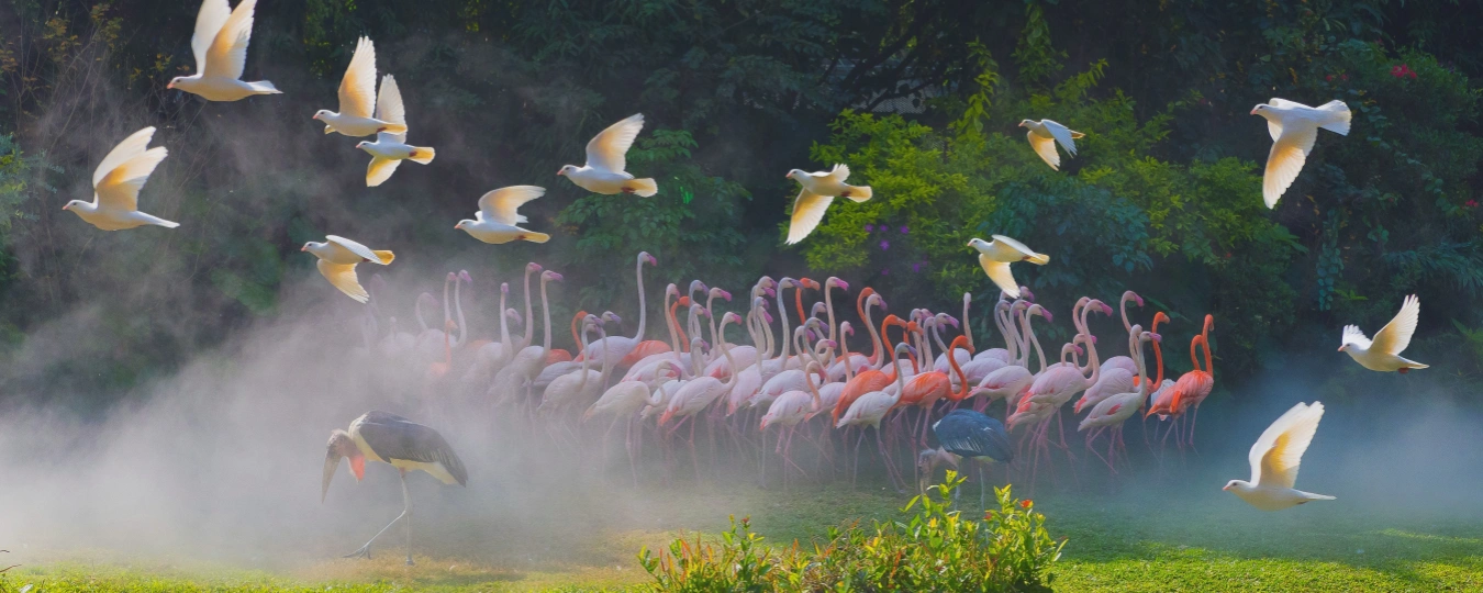 長隆飛鳥樂園