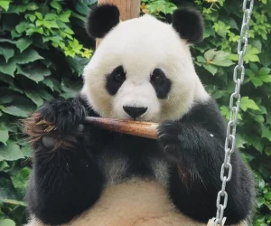 Beijing Zoo