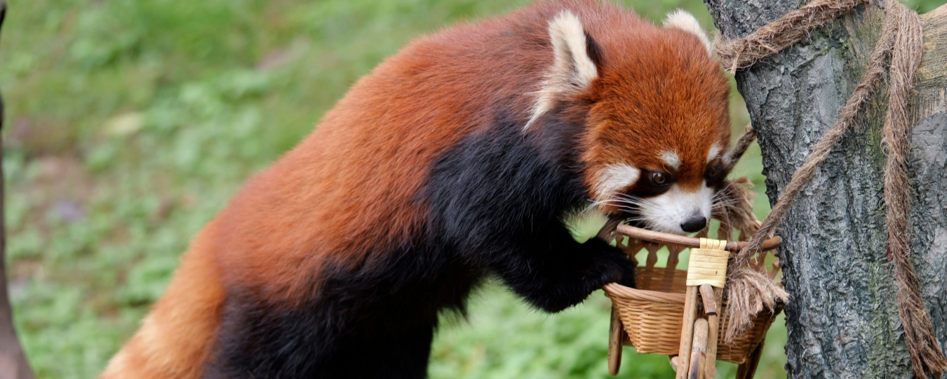 Red panda inspecting a basket at Chongqing Zoo