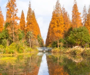 Dongping-National-Forest-Park.webp
