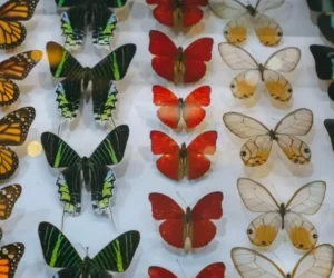 Shanghai-Natural-Wild-Insect-Kingdom.webp