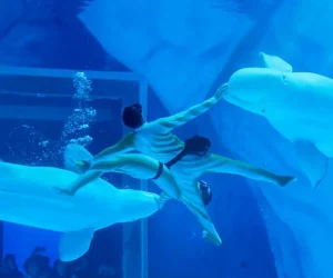 Shanghai-Ocean-Aquarium.webp