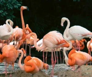 Shanghai-Wild-Animal-Park.webp