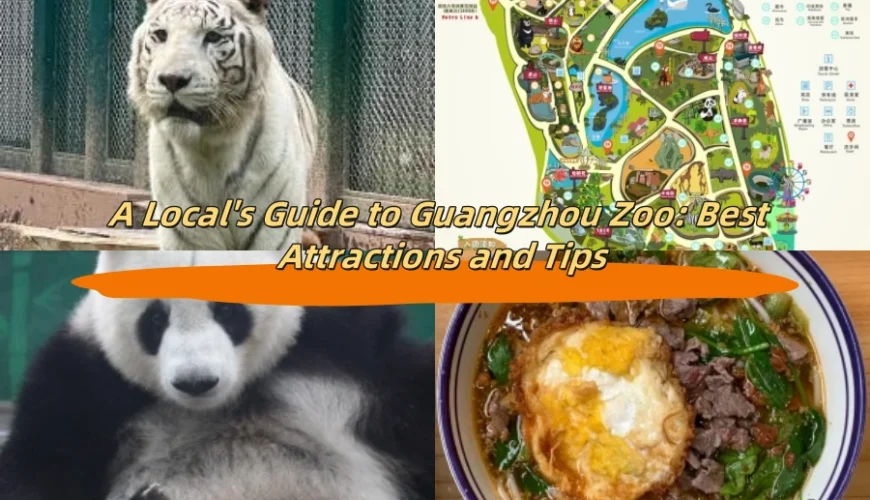 A Local’s Guide to Guangzhou Zoo: Best Attractions and Tips