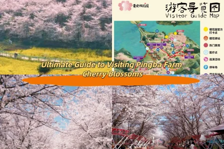 Ultimate Guide to Visiting Pingba Farm Cherry Blossoms