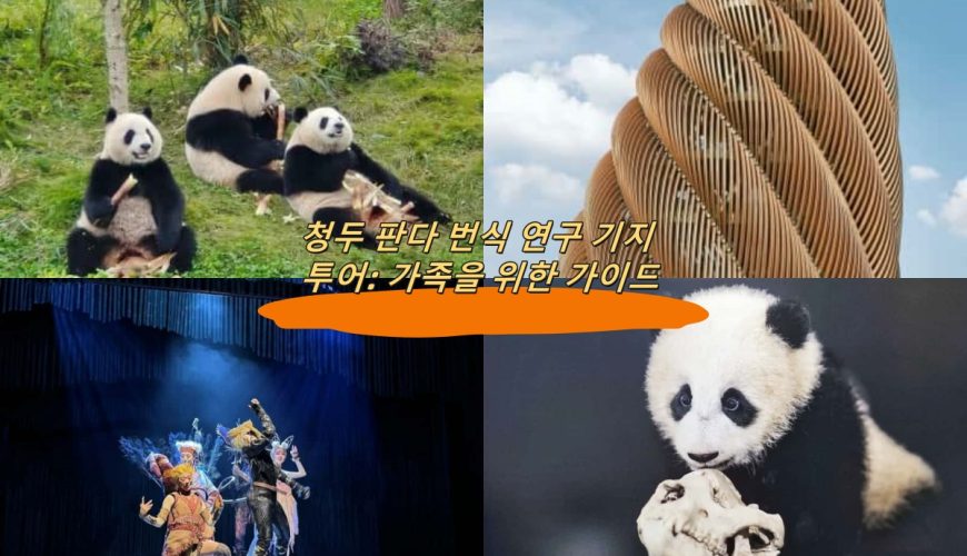 청두 판다 번식 연구 기지 투어: 가족을 위한 가이드