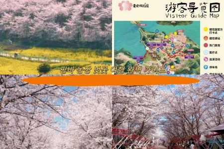 핑바 농장 벚꽃 여행 완벽 가이드