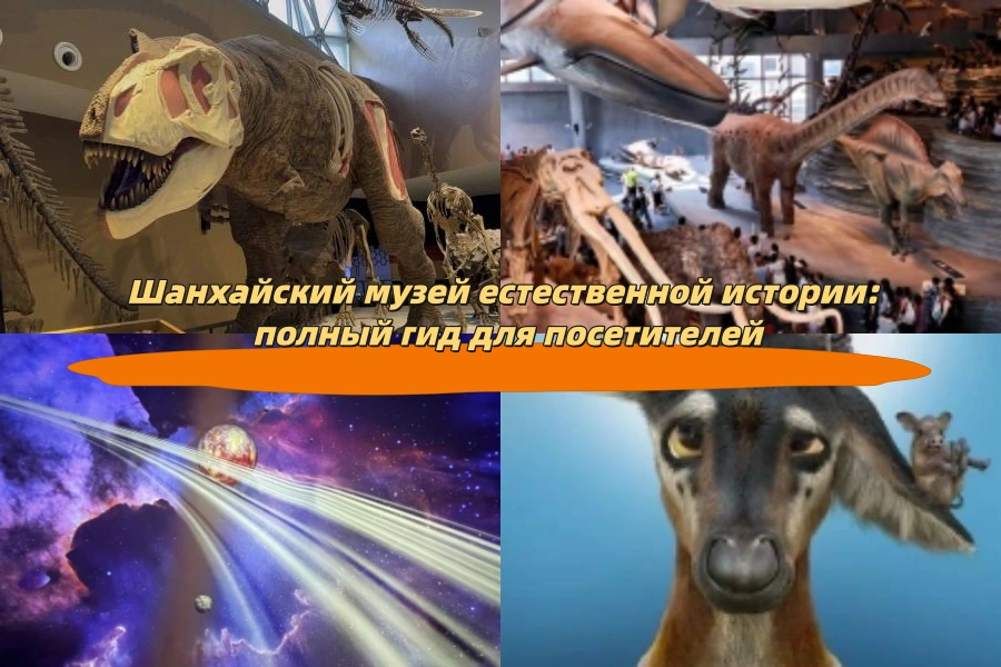 Шанхайский музей естественной истории: полный гид для посетителей