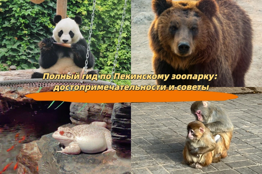 Полный гид по Пекинскому зоопарку: достопримечательности и советы