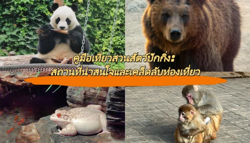 คู่มือเที่ยวสวนสัตว์ปักกิ่ง: สถานที่น่าสนใจและเคล็ดลับท่องเที่ยว