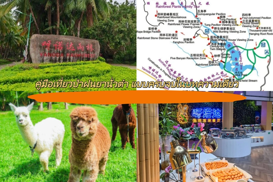 คู่มือเที่ยวป่าฝนยานั่วต๋า แบบครบจบในบทความเดียว