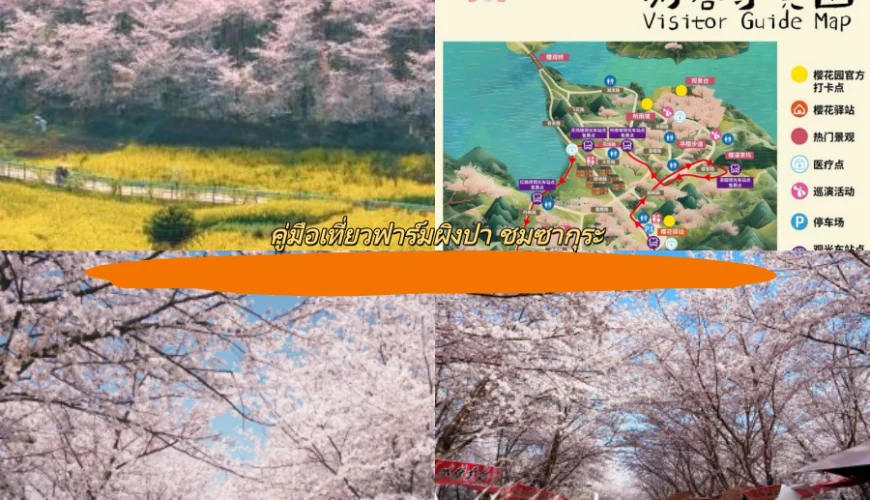 คู่มือเที่ยวฟาร์มผิงปา ชมซากุระ