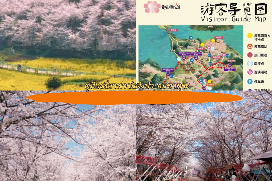 คู่มือเที่ยวฟาร์มผิงปา ชมซากุระ