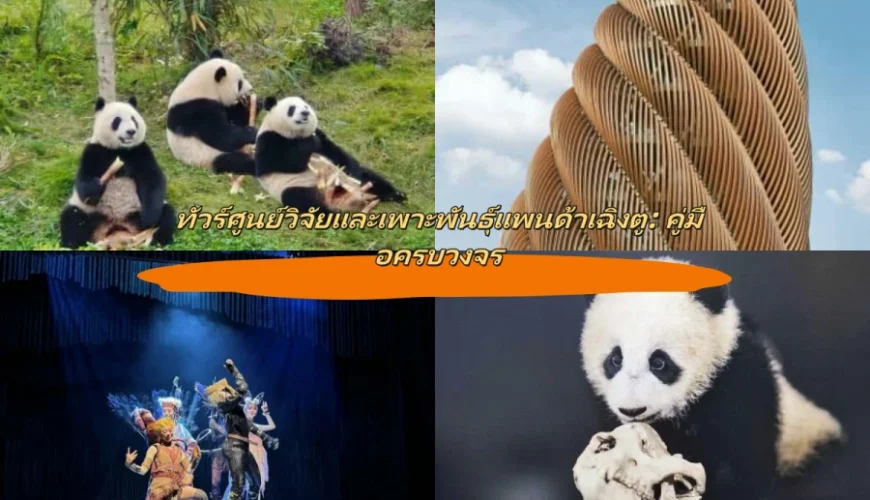 ทัวร์ศูนย์วิจัยและเพาะพันธุ์แพนด้าเฉิงตู: คู่มือครบวงจร