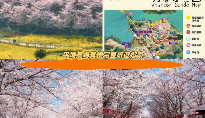 平壩農場賞櫻完整旅遊指南