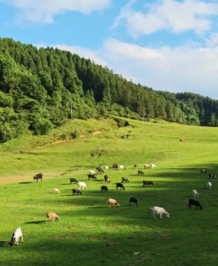 tour_仙女山国家森林公园