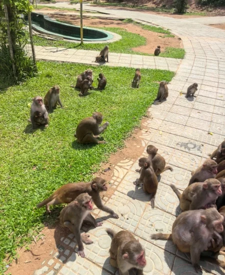 tour_南湾猴岛生态旅游区