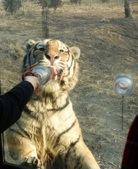 tour_哈尔滨东北护林园