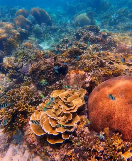 tour_太阳湾珊瑚浮潜