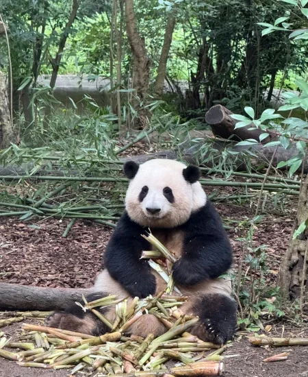 tour_成都大熊猫繁育研究基地