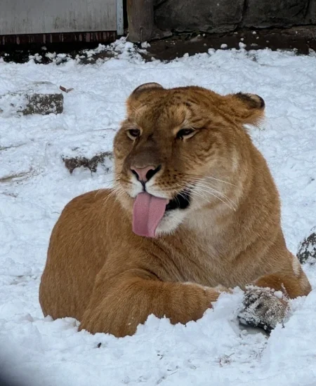 tour_横道河子东北虎林园