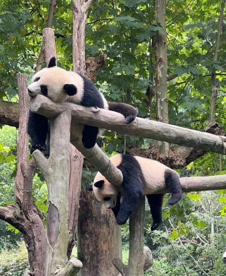 tour_都江堰中华大熊猫苑