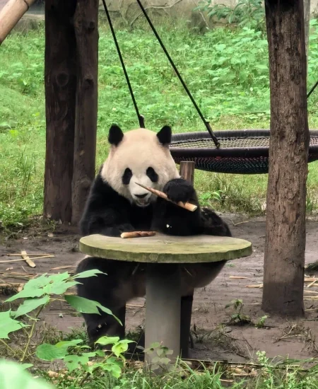 tour_重庆动物园