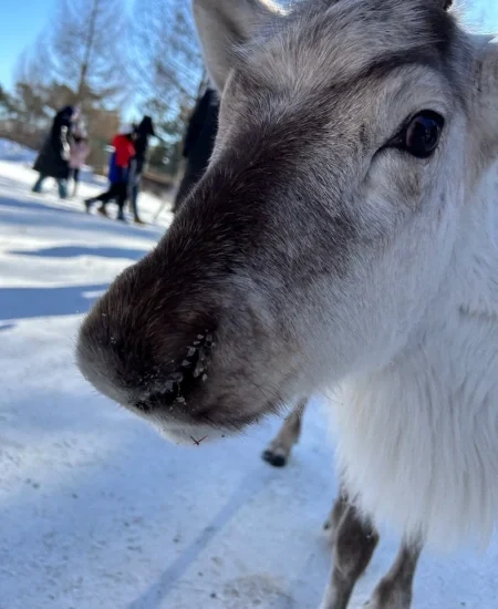 tour_雪绒花驯鹿园