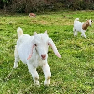 Goats grazing on the green pasture of Fairy Mountain National Forest Park