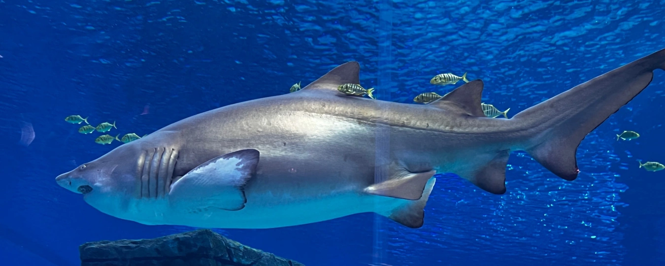 Kunming Sunac Ocean World