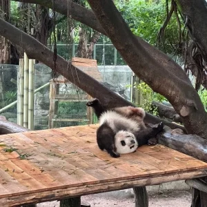 Giant panda relaxing on a wooden platform at Chongqing Zoo