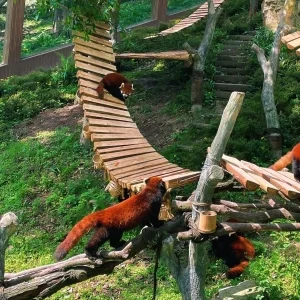 Red pandas exploring a wooden bridge at Chongqing Zoo